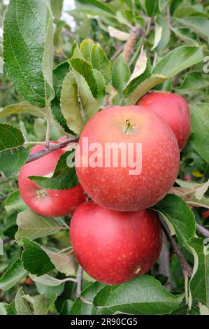 Äpfel Elstar Rote Flamme am Baum (Malus domestica) Stockfoto