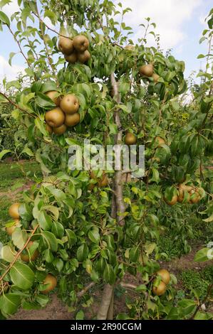 Birnen Uta am Baum (Pyrus communis) Stockfoto