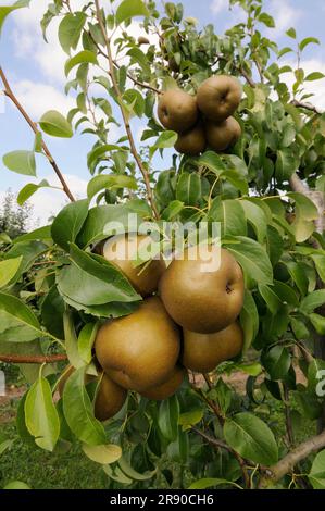 Birnen Uta am Baum (Pyrus communis) Stockfoto