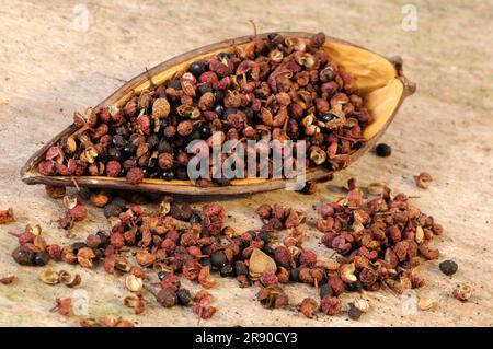 Sichuanpfeffer (Simulans) (Bungeanum) (rhetsa) (Akanthopodium), Blütenpfeffer, Szetschuanpfeffer, Bergpfeffer, Chinesischer Pfeffer, Zanthoxylum Stockfoto