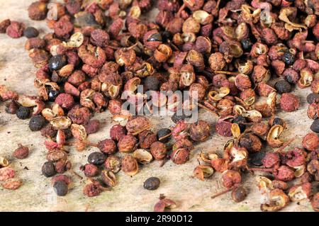 Sichuanpfeffer (Simulans) (Bungeanum) (rhetsa) (Akanthopodium), Blütenpfeffer, Szetschuanpfeffer, Bergpfeffer, Chinesischer Pfeffer, Zanthoxylum Stockfoto