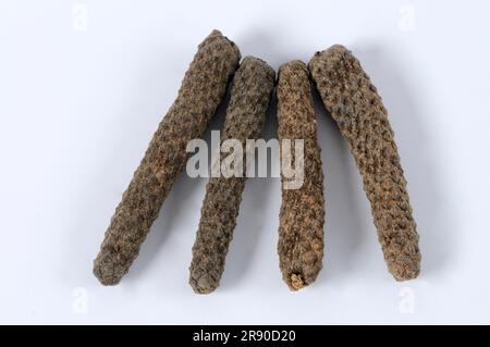 Pippali (Piper longum) (Piper Retrofractum) balinesischer Pfeffer, Jaborandi-Pfeffer, Bengali-Pfeffer, Java-Pfeffer, Java-Pfeffer Stockfoto
