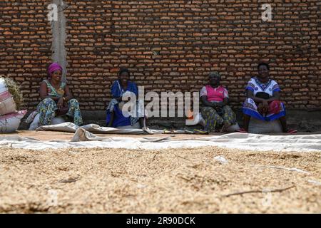 (230623) -- KIHANGA, 23. Juni 2023 (Xinhua) -- Farmer trocken geernteter Reis in Kihanga, Provinz Bubanza, Burundi, 20. Juni 2023. Das als „Herz Afrikas“ bekannte ostafrikanische Land Burundi hat ein tropisches Klima mit reichlich Niederschlag. Seine natürlichen Bedingungen sind für die Reiserzeugung günstig, aber der geringe Ertrag der lokalen Reiserzeugung lässt die Burundier lange unter Nahrungsmittelknappheit leiden. Um dieser Herausforderung zu begegnen, führt China seit August 2009 technische Kooperationsprogramme in Burundi durch und entsendet Experten in das afrikanische Land, um bei der Entwicklung der Landwirtschaft zu helfen. (Xinhua/Han Xu) Stockfoto