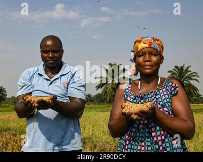 (230623) -- KIHANGA, 23. Juni 2023 (Xinhua) -- Landwirte halten hybride Reiskörner in Kihanga, Provinz Bubanza, Burundi, 20. Juni 2023. Das als „Herz Afrikas“ bekannte ostafrikanische Land Burundi hat ein tropisches Klima mit reichlich Niederschlag. Seine natürlichen Bedingungen sind für die Reiserzeugung günstig, aber der geringe Ertrag der lokalen Reiserzeugung lässt die Burundier lange unter Nahrungsmittelknappheit leiden. Um dieser Herausforderung zu begegnen, führt China seit August 2009 technische Kooperationsprogramme in Burundi durch und entsendet Experten in das afrikanische Land, um bei der Entwicklung der Landwirtschaft zu helfen. (Xinhua/Han Xu) Stockfoto