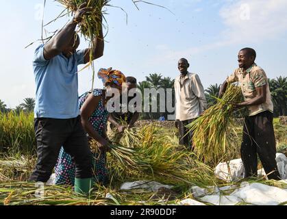 (230623) -- KIHANGA, 23. Juni 2023 (Xinhua) -- Farmers thresh Hybrid rice in Kihanga, Provinz Bubanza, Burundi, 20. Juni 2023. Das als „Herz Afrikas“ bekannte ostafrikanische Land Burundi hat ein tropisches Klima mit reichlich Niederschlag. Seine natürlichen Bedingungen sind für die Reiserzeugung günstig, aber der geringe Ertrag der lokalen Reiserzeugung lässt die Burundier lange unter Nahrungsmittelknappheit leiden. Um dieser Herausforderung zu begegnen, führt China seit August 2009 technische Kooperationsprogramme in Burundi durch und entsendet Experten in das afrikanische Land, um bei der Entwicklung der Landwirtschaft zu helfen. (Xinhua/Han Xu) Stockfoto