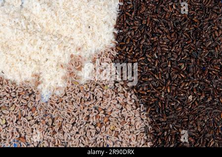 Sandplantain, helle und dunkle Samen und Hülsen (Plantago afra), Psylliumplantain (Plantago psychllium), Sandplantain, Strauchplantain, Fleaban, Floh Stockfoto