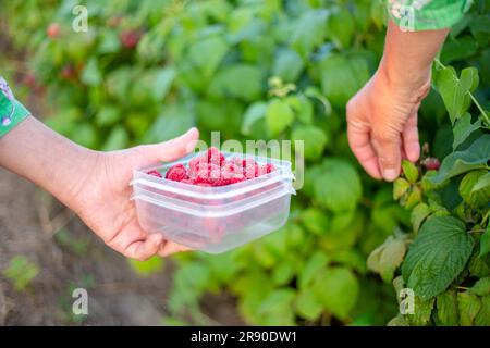 Reife rote Himbeeren ernten. Der Bauer packt die Beeren in eine Schachtel. Stockfoto