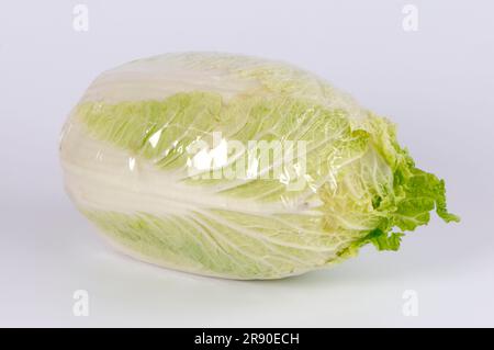 Brassica rapa (Brassica rapa pekinensis) in Kunststofffolie, Pekingkohl, Japanischer Kohl, Selleriekohl, Kunststofffolie Stockfoto