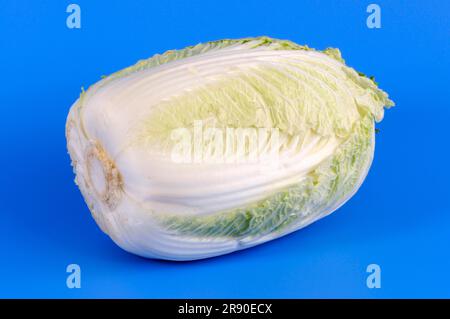 Brassica rapa (Brassica rapa pekinensis), Pekingkohl, Japanischer Kohl, Selleriekohl Stockfoto