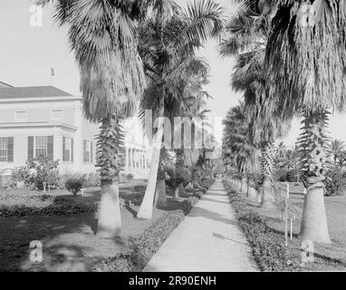 An Avenue of Palms, Miami, Florida, c.between 1910 und 1920. Stockfoto