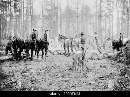 Kiefernholzstämme, Keystone Lumber Company, 1901 oder 1902. Stockfoto