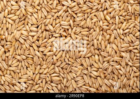 Geschälter Hafer, getrocknet und geschält, gewöhnlicher Hafer, Nahaufnahme, von oben. Avena sativa, ein Getreidegetreide, für den menschlichen Verzehr oder als Tierfutter. Stockfoto