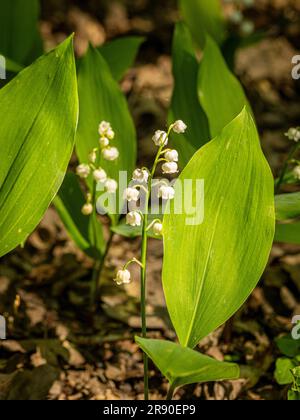 Weiße Blüten von „Lily-of-the-Valley“ (Convallaria majalis), die in einem schattigen Waldgebiet eines britischen Gartens wachsen Stockfoto