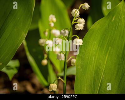 Weiße Blüten von „Lily-of-the-Valley“ (Convallaria majalis), die in einem schattigen Waldgebiet eines britischen Gartens wachsen Stockfoto