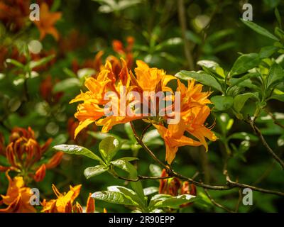 Nahaufnahme der dunkelgelben Blumen von Rhododendron luteum, die in einem britischen Garten wachsen. Stockfoto