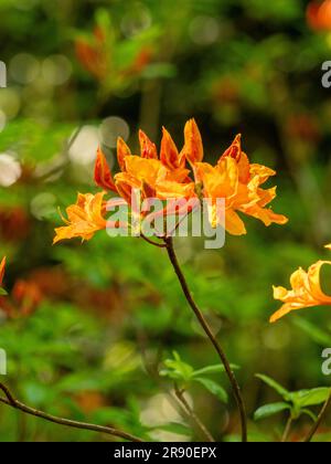 Nahaufnahme der dunkelgelben Blumen von Rhododendron luteum, die in einem britischen Garten wachsen. Stockfoto
