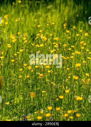 Nahaufnahme von Butterblumen, die auf einer Wiese im Vereinigten Königreich wachsen. Stockfoto
