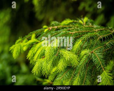 Nahaufnahme des leuchtend grünen Neuwuchses auf einer Tanne. Stockfoto