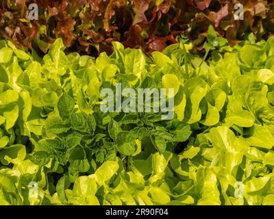 Kartoffelpflanzen mit grünem und rotem Salat in einem britischen Garten untergepflanzt. Stockfoto