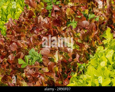 Salatschüssel mit rotem und grünem Salat, untergepflanzt um die zweite Frühkartoffel. Stockfoto