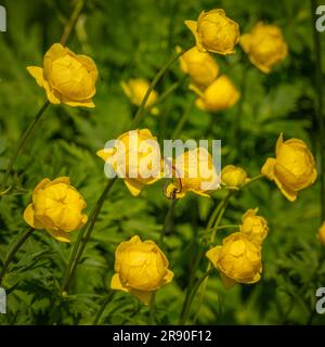 Zwei Libellen paaren sich auf einer gelben Ranunculus-Knospe in einem britischen Garten. Stockfoto