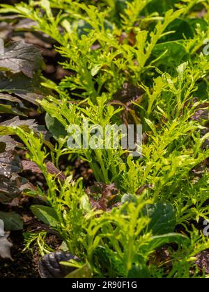 Grüner und roter Mizuna, der in einem Gemüsegarten in Großbritannien wächst Stockfoto