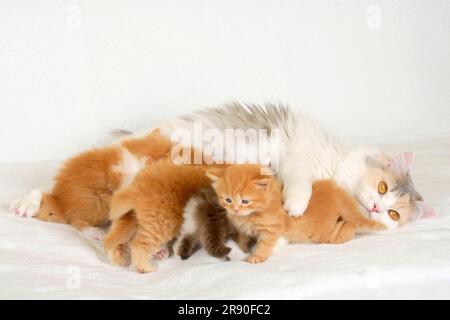 Britisches Langhaarkätzchen, blau-cremeweiß, mit Kätzchen, 4 Wochen, Highlander, Little Landern, Britanica, BLH Stockfoto