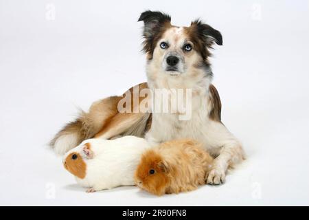 Mischhund (Border Collie Cross) mit Meerschweinchen Stockfoto