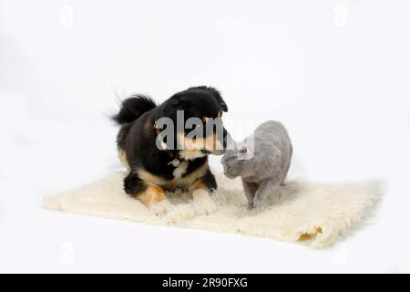 Australian Shepherd, Tricolor, und British Shorthair, blau, 14 Jahre alt, BKH, Shorn Stockfoto