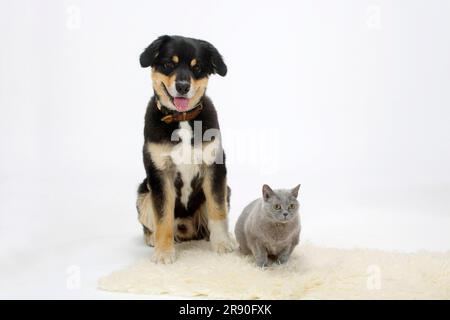 Australian Shepherd, Tricolor, und British Shorthair, blau, 14 Jahre alt, BKH, Shorn Stockfoto