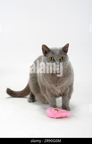 Britische Kurzhaarkatze, blau, 14 Jahre alt, BKH, Spielzeug Stockfoto