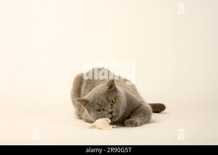 Britische Kurzhaarkatze, blau, schwarz, karthusisch, karthusisch, Spielzeug Stockfoto