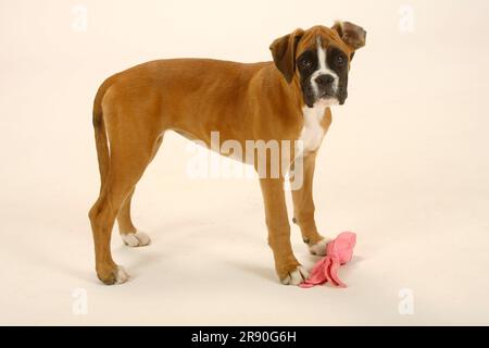 Deutscher Boxer, Hündchen, 3 Monate, Spielzeug Stockfoto