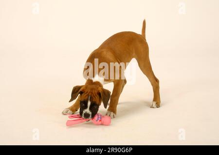 Deutscher Boxer, Hündchen, 3 Monate, Spielzeug Stockfoto