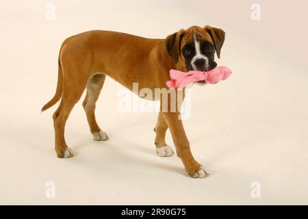 Deutscher Boxer, Hündchen, 3 Monate, Spielzeug Stockfoto