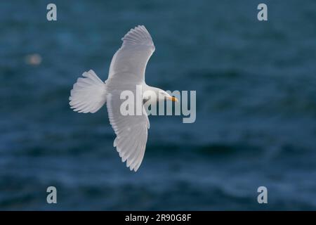 Glaucous Gull (Larus hyperboreus), lösbar, Island Stockfoto