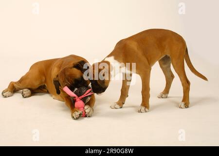 Deutscher Boxer mit Hündchen, 3 Monate, Spielzeug Stockfoto