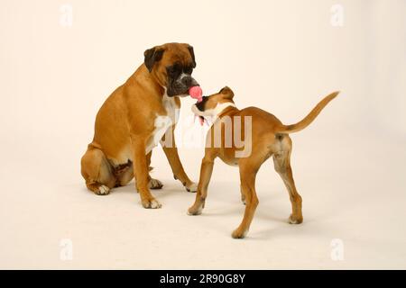 Deutscher Boxer mit Hündchen, 3 Monate, Spielzeug, Tug-Spiel Stockfoto