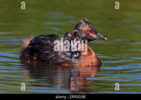 Slavonian Grebe (Podiceps auritus) mit Küken, Island Stockfoto