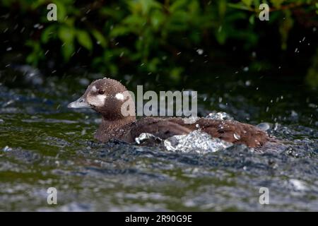 Harlekin-Ente (Histrionicus histrionicus), weiblich, Island Stockfoto