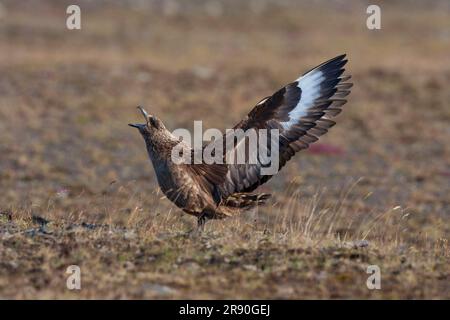 Große Skua, mit ihren Flügeln flattern, Island (Stercorarius skua lonnibergi) (Catharacta skua lonnibergi), Side Stockfoto