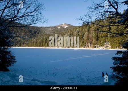 Großer Arbersee, Waldsee, gefroren, Bayerischer Wald-Nationalpark, Bayern, Deutschland Stockfoto