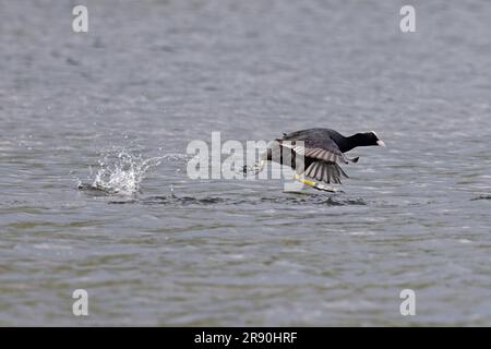 Coot (Fulica atrica) auf dem Wasser Norfolk Norwich 2023. Juni Stockfoto