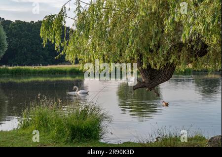 Zeit mit der Natur zu verbringen, ist der perfekte Ort zum Sitzen und Meditieren Stockfoto