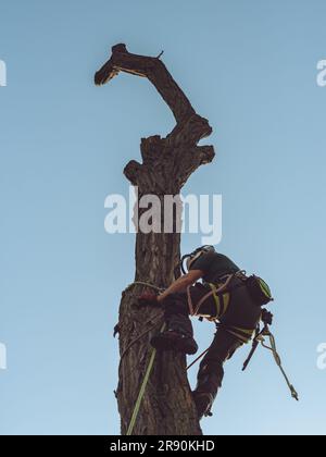 Baumpfleger klettert auf einen Baum und benutzt eine Motorsäge. Mann, der im Baum arbeitet. Baumchirurg klettern und Fällen von Bäumen. Baumpflanzung in Aktion. Stockfoto