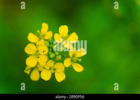 Gelbe Senfblumen vor grünem Hintergrund, selektiver Fokus, Aufnahme aus hohem Winkel Stockfoto