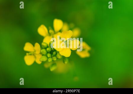 Gelbe Senfblumen vor grünem Hintergrund, selektiver Fokus, Aufnahme aus hohem Winkel Stockfoto