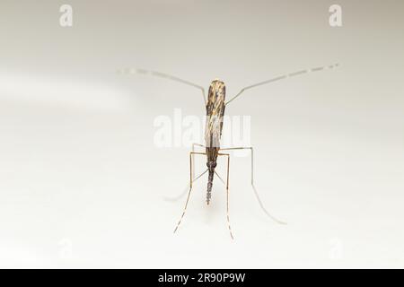 Draufsicht farbenfrohe Anopheles spp Mücken (Malariavektor) aus Südostasien Stockfoto