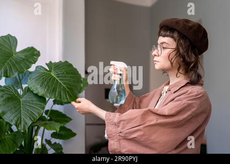 Hipstermädchen besprüht Alocasia macrorrhiza Hauspflanze mit Inzestschutz Stockfoto