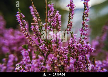 Wilde Heidepflanze Stockfoto